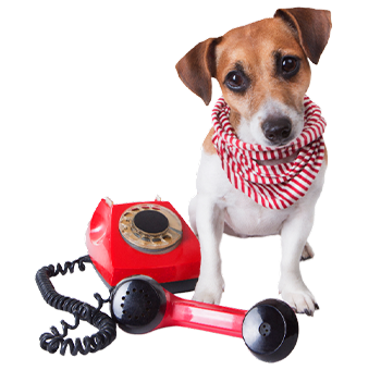 Pty-Faq-Dog-Img