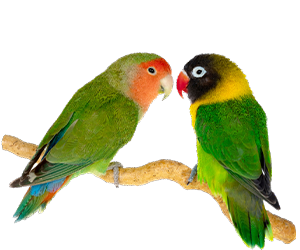 Pty-Parrot-Img-1
