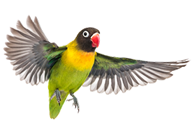Pty-Parrot-Img-2